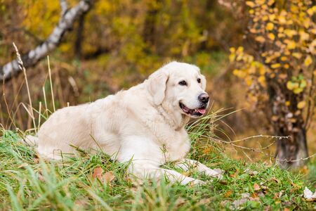 Portrait of happy dog with foliage bokeh background. Golden retriever in autumn park.