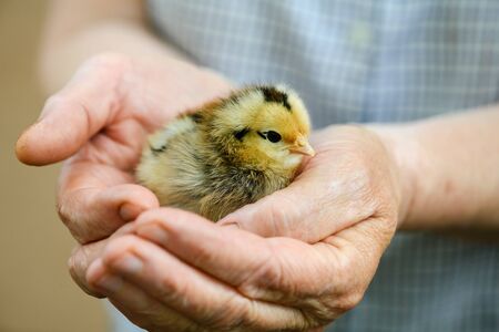 One senior person hold and warm up little cute newborn baby chicken in hands, yellow and black...