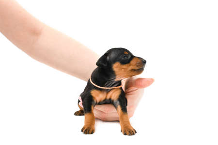 Miniature pinscher puppy sits on a white background. High quality photo.の写真素材