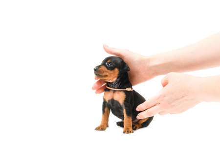 Miniature pinscher puppy sniffing on a white background. Female hands gently hold the tiny puppy.の写真素材