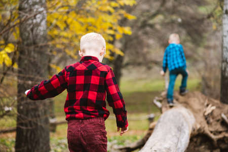 Backs of twin male kids brothers climbing and balancing on old wooden trunk and roots in autumn forest, active leisure, childhood adventuresの写真素材