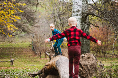 Twin preteen male kids play outdoors at autumn park, climb and balance on fallen old tree trunk, active family lifestyleの写真素材