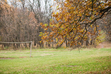Serene landscape with orange dry foliage on trees, meadow with green grass, woods and nobody