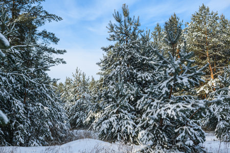 Fir pine snowy trees at winter forestの写真素材
