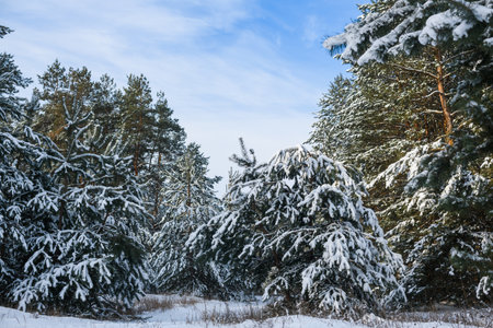 Heavy snow on fir pine tree branchesの写真素材