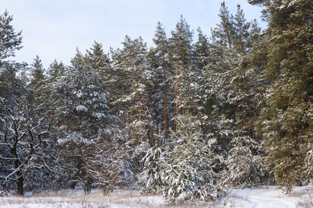 Nature landscape with pine trees in snowの写真素材