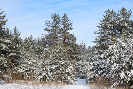 Winter landscape with fir trees in forestの写真素材