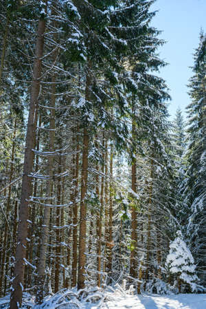 Beautiful view of winter sunny forest with small and big trees covered in snow, natural background patternの写真素材