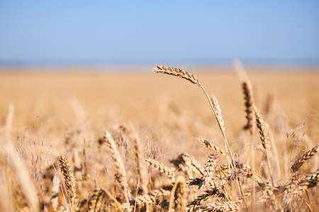 Close-up of an ear of wheat against the blue skyの写真素材