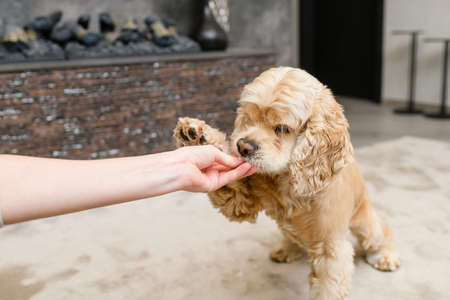 Young woman hand feeding her american spaniel dog while sitting on floor in living room. Female hand gives a treat.の写真素材