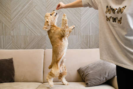 American cocker spaniel stands on two legs on a beige sofa and reaches for food. Female hand gives a...