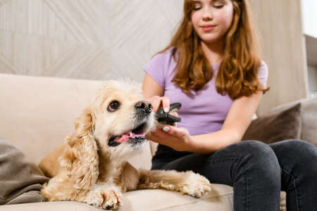 Combing the long ears of the American Cocker Spaniel in home.の写真素材