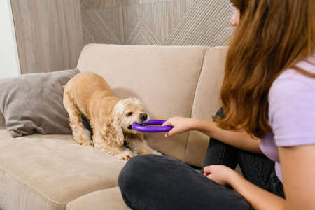 Teenager girl playing with american spaniel while sitting on sofa in living room. Tug-of-war game.の写真素材