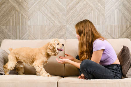 Teenage girl and American spaniel playing on the sofa in the living roomの写真素材
