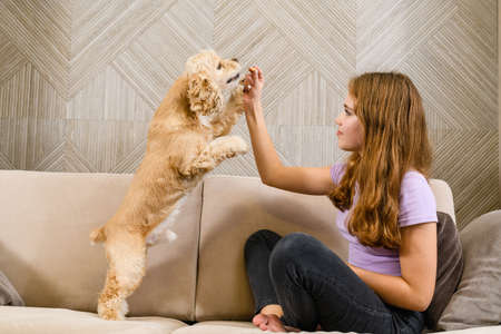 American cocker spaniel stands on two legs on a beige sofa. Teenage girl hand gives a treat.の写真素材