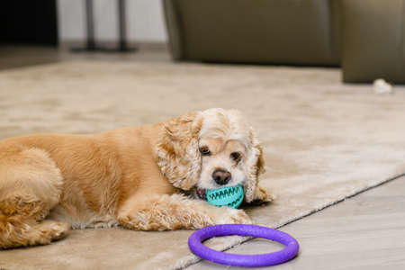 American cocker spaniel lies on a beige carpet in the living room in the house. The dog is chewing a ball.の写真素材