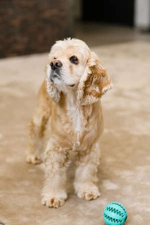 Young american cocker spaniel dog is standing on a floor in the living room at home.の写真素材