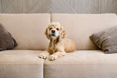 American cocker spaniel lies on a beige sofa in the living roomの写真素材