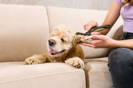 An American spaniel lies on a beige sofa while his ears are being combed.の写真素材