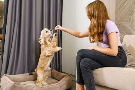 The girl plays with the dog. The girl is holding a treat above the dog's head. The spaniel stands on two legs and tries to get food.の写真素材