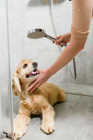 Girl washing american spaniel in a shower roomの写真素材