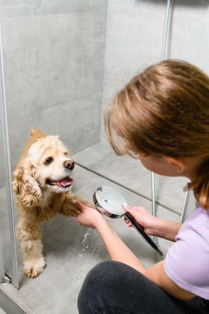 Teenager girl washes paws of american spaniel in shower cabin.の写真素材