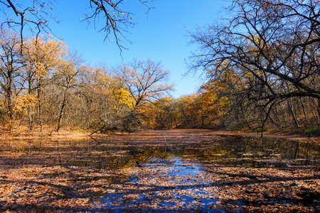 View of a forest pond covered with fallen leaves. Beautiful sunny autumn day in the forest.の写真素材