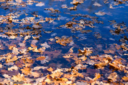 Many fallen oak leaves lie on the slightly frozen water surface of the forest lake. A beautiful sunny autumn day. Close-up.の写真素材