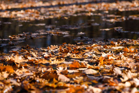 Many fallen oak leaves float on the water surface of the forest lake. A beautiful sunny autumn day. Close-up.の写真素材
