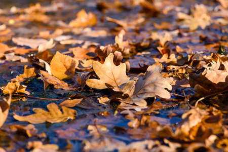 Many fallen oak leaves lie on the slightly frozen water surface of the forest lake. A beautiful sunny autumn day. Close-up.の写真素材