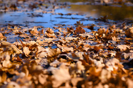 Many fallen oak leaves lie on the slightly frozen water surface of the forest lake. A beautiful sunny autumn day. Close-up.の写真素材