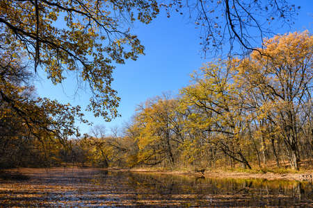 View of a forest pond covered with fallen leaves. Beautiful sunny autumn day in the forest.の写真素材