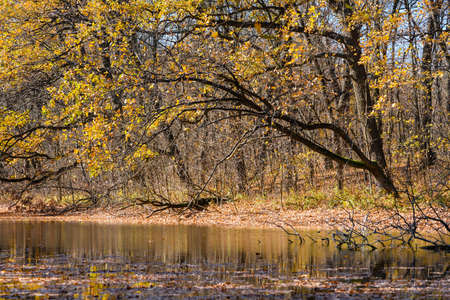 View of a forest pond covered with fallen leaves. Beautiful sunny autumn day in the forest. Autumn river shore with trees and fallen leaves.の写真素材