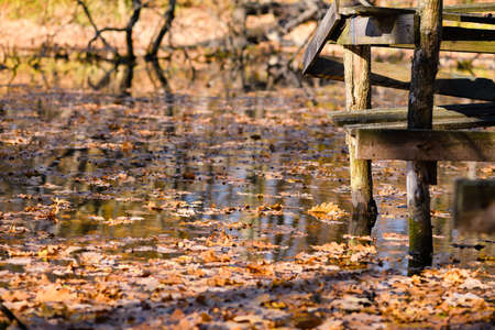 The water surface of the river is covered with floating oak leaves. Autumn sunny day in the forest. Autumn river with old wooden fishing platform.の写真素材