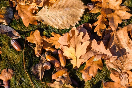 Top view of fallen leaves and acorns lying on the ground in the forestの写真素材