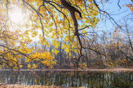 A branch of an oak tree with yellow leaves illuminated by a bright sun against the background of a river and forestの写真素材