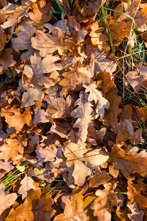 Top view of fallen leaves and acorns lying on the ground in the forestの写真素材
