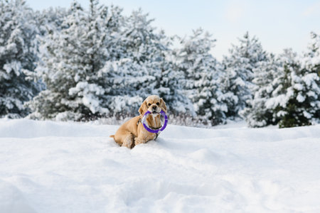American cocker spaniel playing in the winter forest with a puller. The spaniel sits holding a toy in its teeth.の写真素材