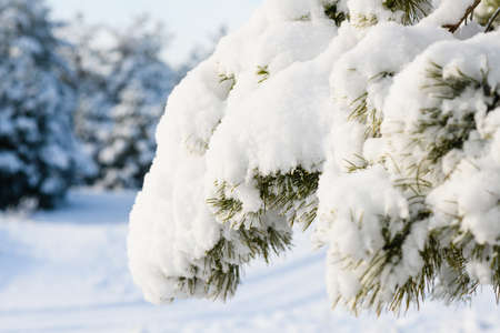Close-up of a pine branch is covered with fluffy snow.の写真素材