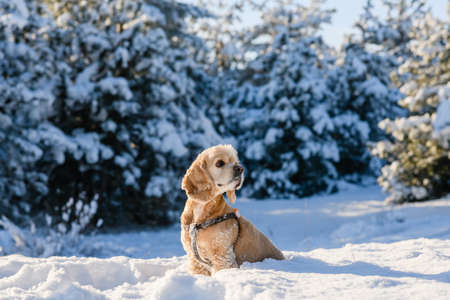 Cute American Cocker Spaniel sits in the snow in the winter forest. Snow covered pine trees in the background. A beautiful sunny day in winter. The dog looks to the side.の写真素材