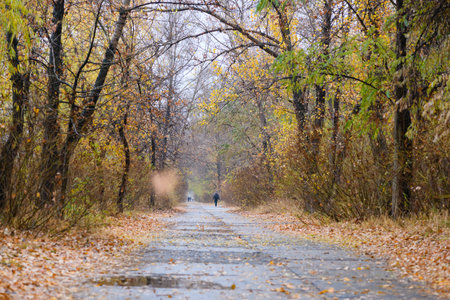 Path in the autumn forest. Foggy day. The road is strewn with fallen leaves. High quality photo.の写真素材