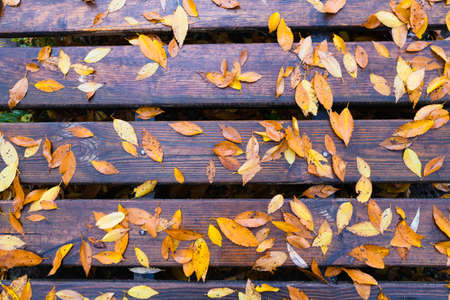view from above. Wet fallen leaves on a wooden background. high quality photoの写真素材