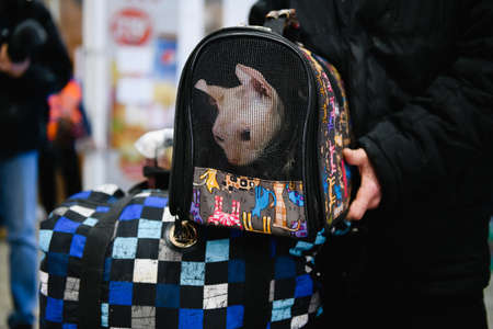 Dnipro, Ukraine - April 04, 2022: Cat in a carrier for animals. Refugee Assistance Center in Dnipro.のeditorial素材