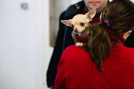 Dnipro, Ukraine - April 04, 2022: Little dog on a woman's shoulder. Refugee Assistance Center in Dnipro.のeditorial素材