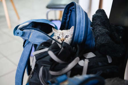Dnipro, Ukraine - April 04, 2022: Cat in backpack. Refugee Assistance Center in Dnipro.のeditorial素材
