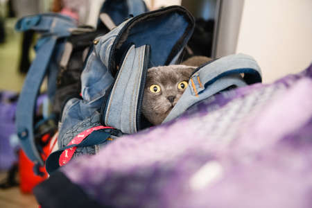 Dnipro, Ukraine - April 04, 2022: Cat in backpack. Refugee Assistance Center in Dnipro.のeditorial素材