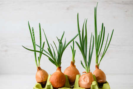 Onion with fresh sprouts growing in pot. Bulbs with fresh sprouts on a wooden background.の写真素材