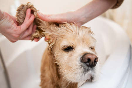 Female hands are washing dog ears in the bathroom. dog muzzle close up.の写真素材