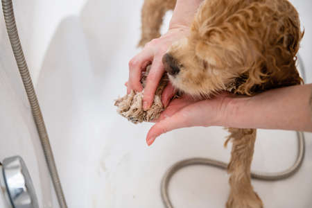 Groomer washing dog's paws in the bathroom. First person view. A female hand washes a spaniel's paw with shampoo.の写真素材