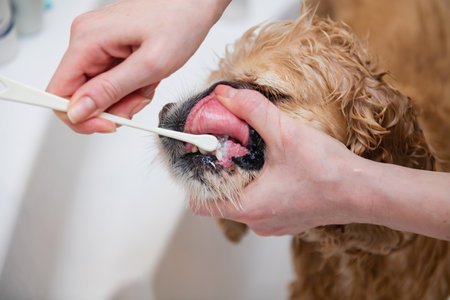Female hand brushing american cocker spaniel teeth. Dental Toothbrush Dog.の写真素材